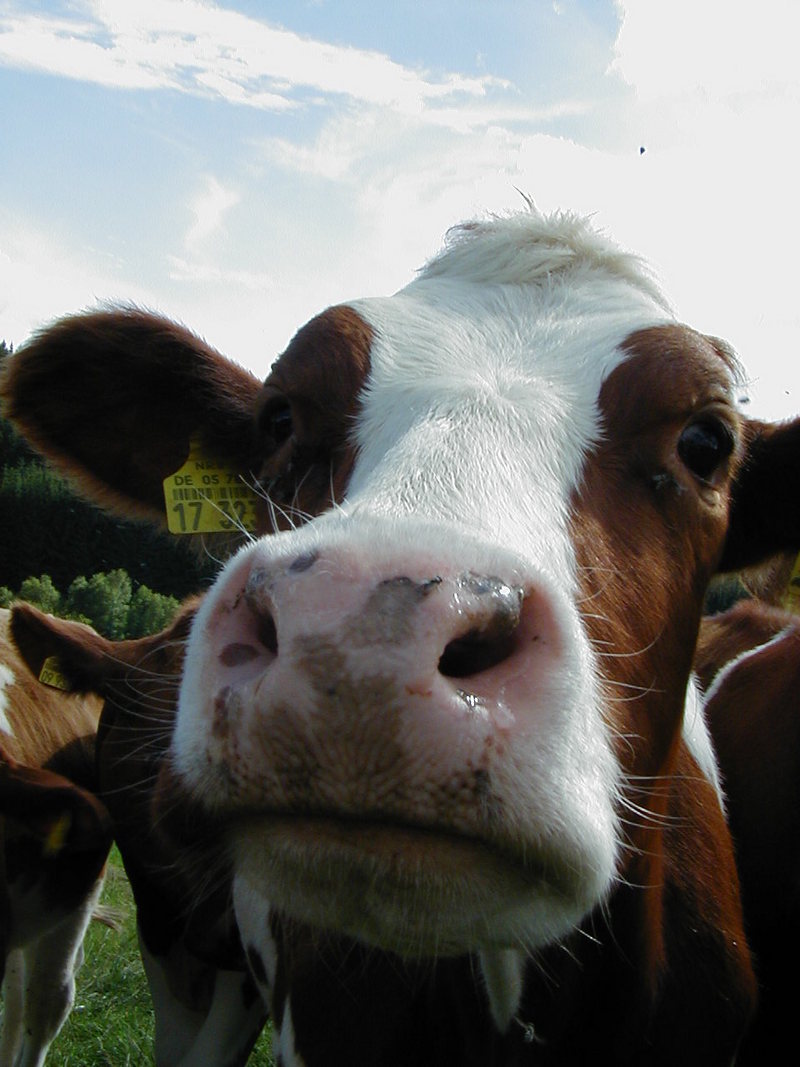 Cow face; DISPLAY FULL IMAGE.