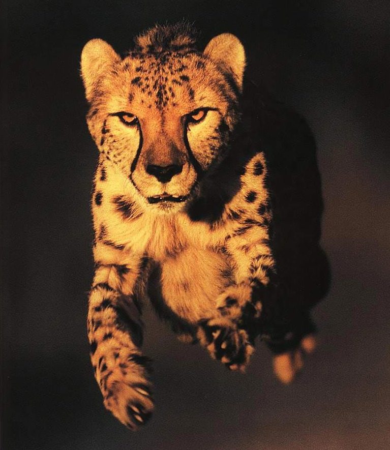 goldencheetah triscore