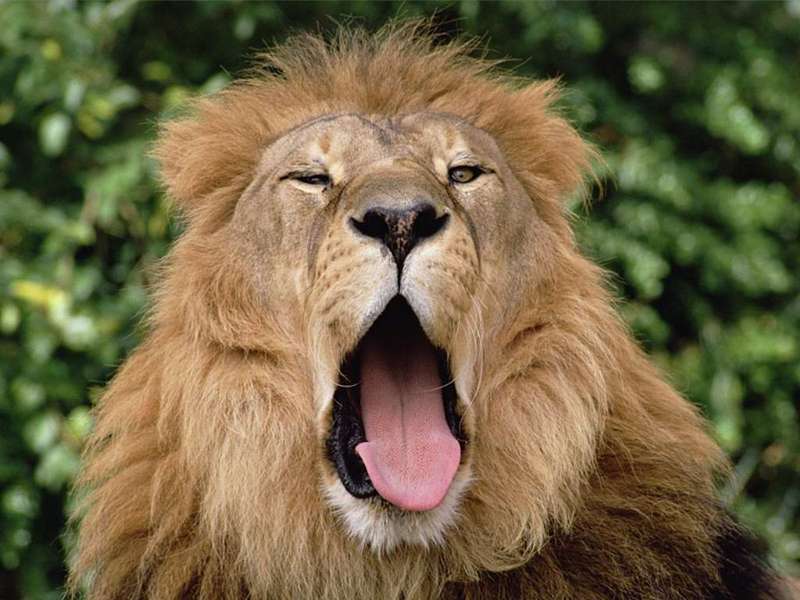 Lion's Yawn.jpg; DISPLAY FULL IMAGE.