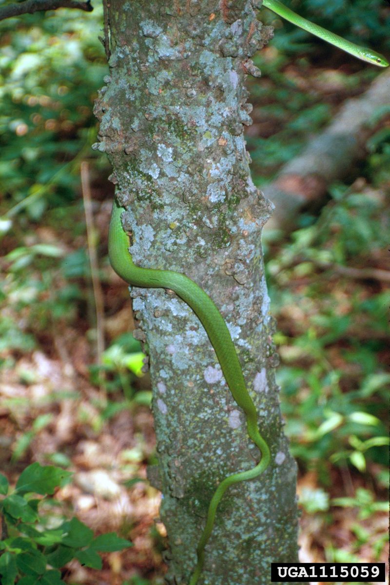 Rough Green Snake (Opheodrys aestivus) {!--(미국)초록뱀-->; DISPLAY FULL IMAGE.