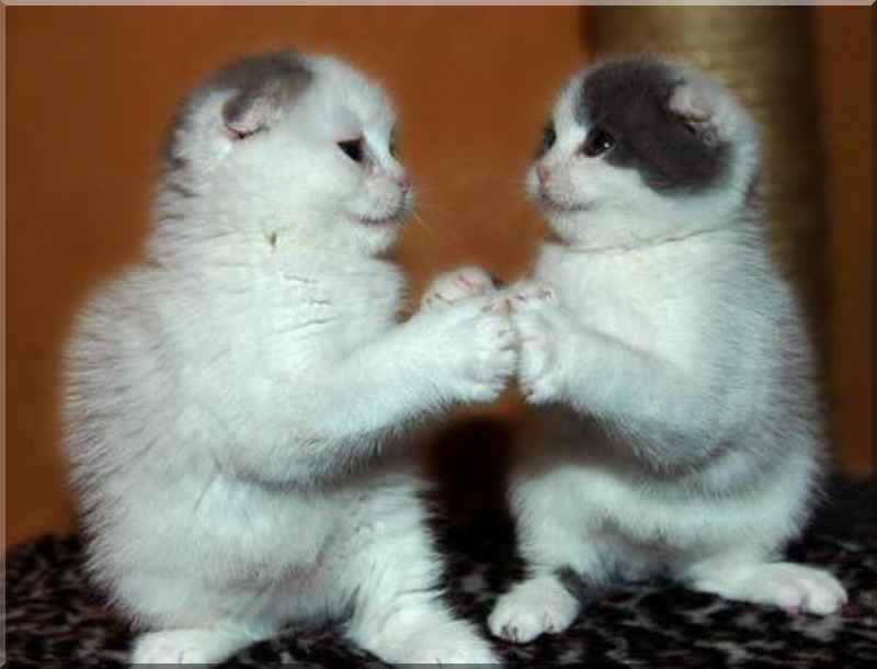 Boxing Kittens; DISPLAY FULL IMAGE.