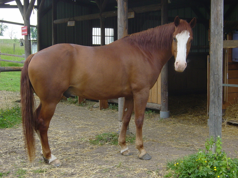 Horse (Equus caballus); DISPLAY FULL IMAGE.