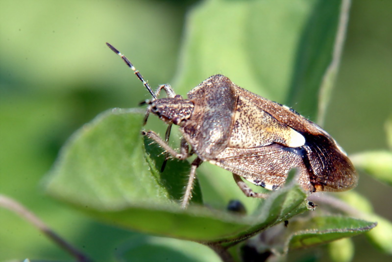 Dolycoris baccarum (Sloe Shieldbug) {!--알락수염노린재-->; DISPLAY FULL IMAGE.