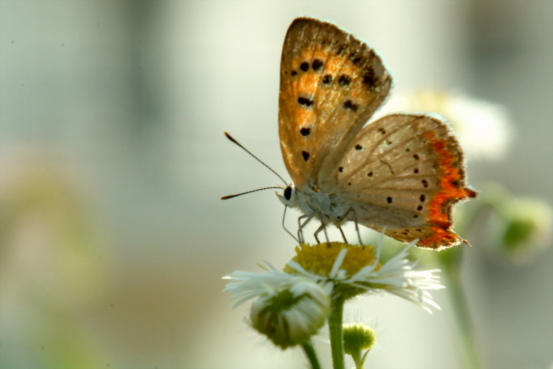 Lycaena phlaeas (Small Copper Butterfly) {!--작은주홍부전나비-->; DISPLAY FULL IMAGE.