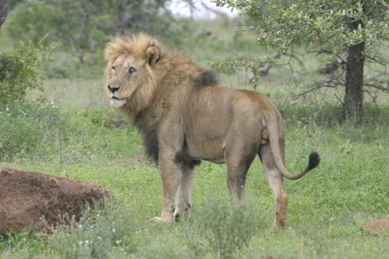 Male Lion; DISPLAY FULL IMAGE.