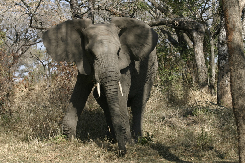 Elephant; DISPLAY FULL IMAGE.