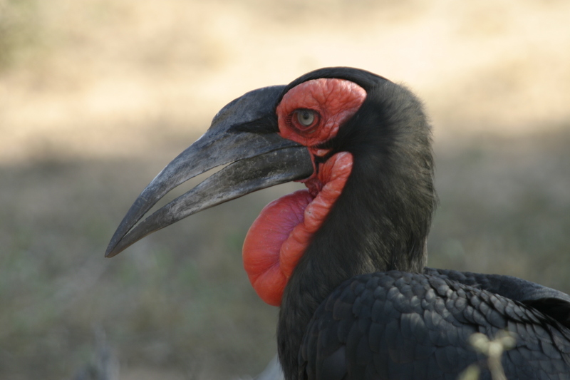 Groundhornbill; DISPLAY FULL IMAGE.