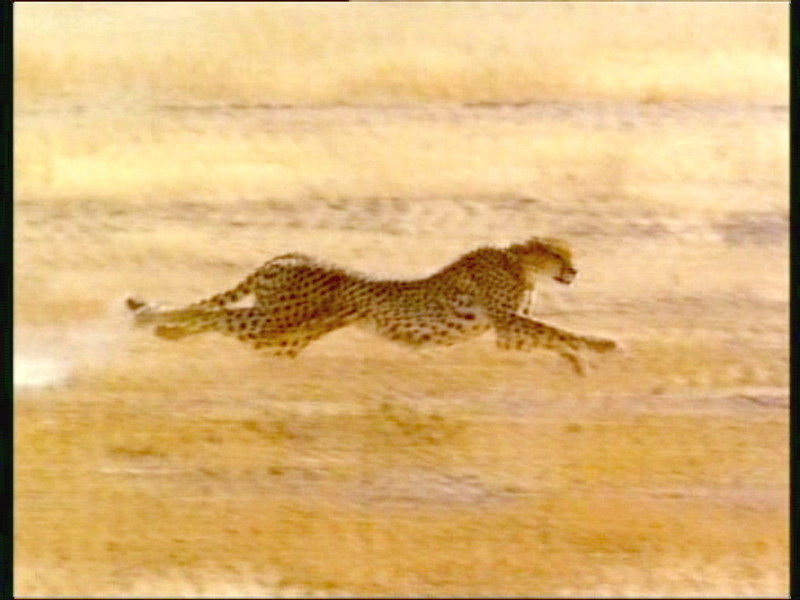 Cheetah_run-3; DISPLAY FULL IMAGE.