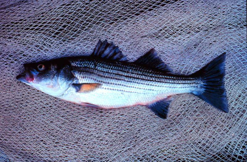 Striped Bass (Morone saxatilis) {!--줄무늬배스-->; DISPLAY FULL IMAGE.