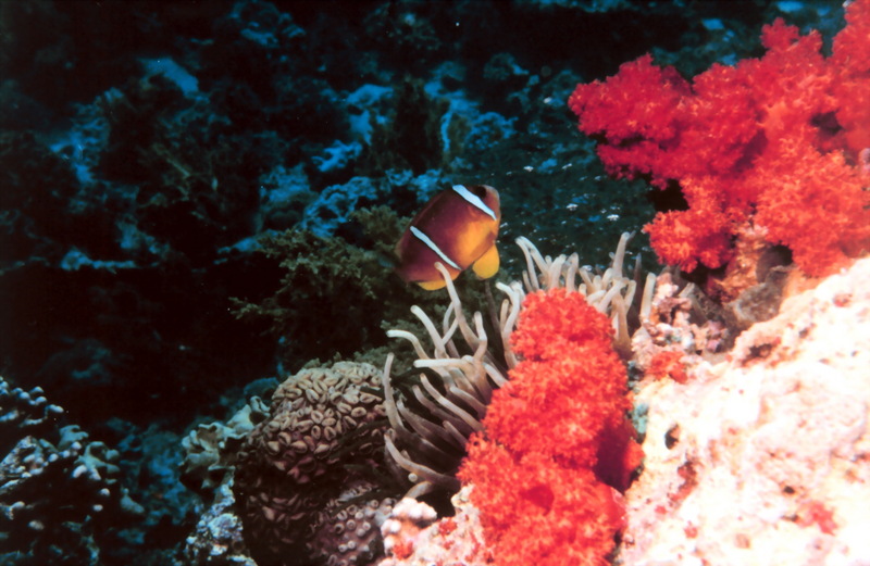 Two-banded clownfish (Amphiprion bicinctus) {!--두줄동가리-->; DISPLAY FULL IMAGE.