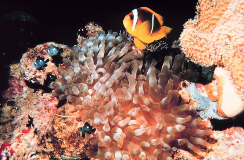Two-banded clownfish (Amphiprion bicinctus) {!--두줄동가리-->; DISPLAY FULL IMAGE.