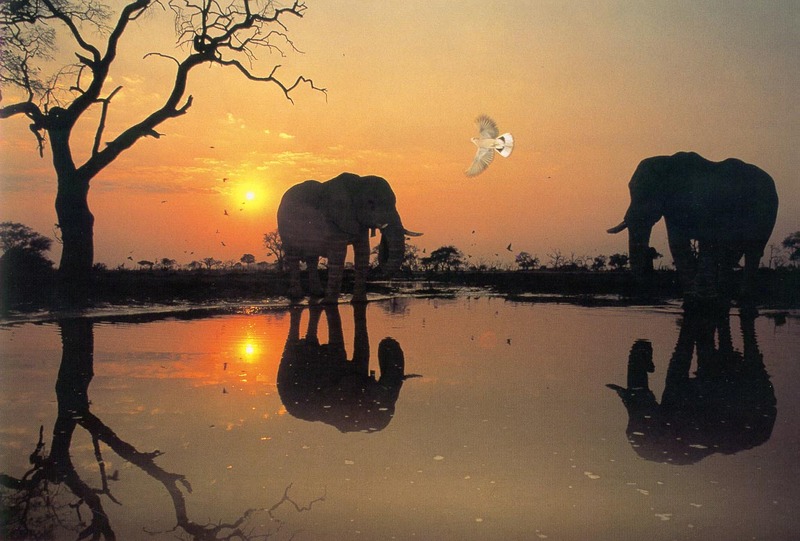 Dawn in Botswana; DISPLAY FULL IMAGE.