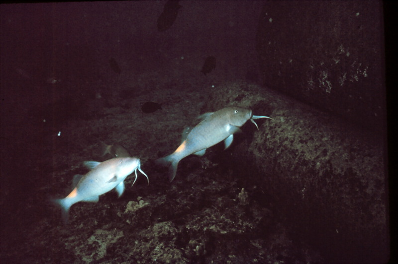 Goldsaddle goatfish (Parupeneus cyclostomus) {!--금빛촉수-->; DISPLAY FULL IMAGE.