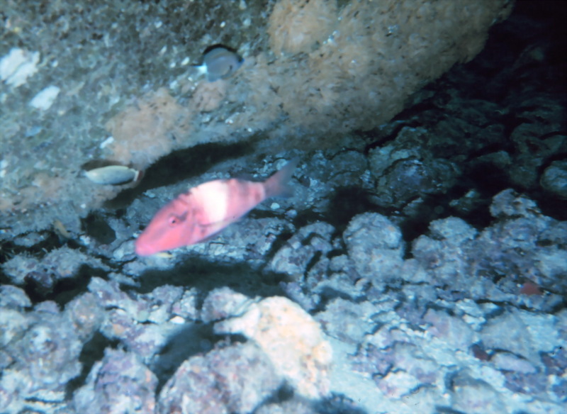 Manybar goatfish (Parupeneus multifasciatus) {!--오점촉수-->; DISPLAY FULL IMAGE.