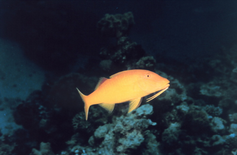 Goldsaddle goatfish (Parupeneus cyclostomus) {!--금빛촉수-->; DISPLAY FULL IMAGE.