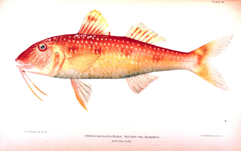 Spotted goatfish (Pseudupeneus maculatus) {!--알락촉수-->; DISPLAY FULL IMAGE.