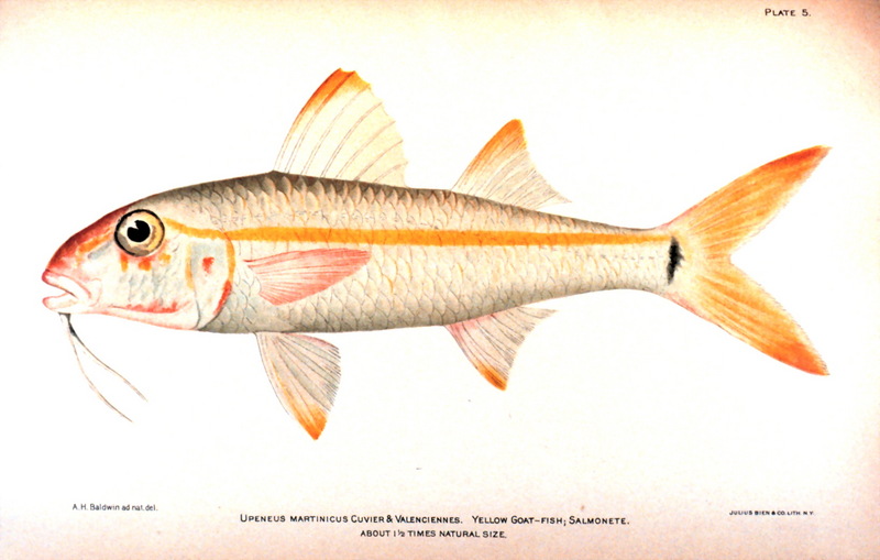 Yellow goatfish (Mulloidichthys martinicus) {!--노랑촉수-->; DISPLAY FULL IMAGE.