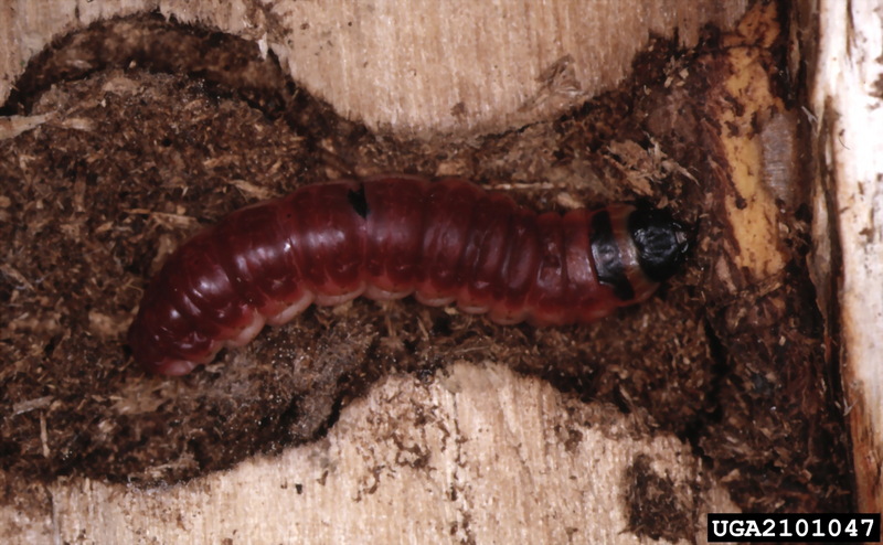 European Goat Moth (Cossus cossus) larva {!--굴벌레큰나방 애벌레-->; DISPLAY FULL IMAGE.