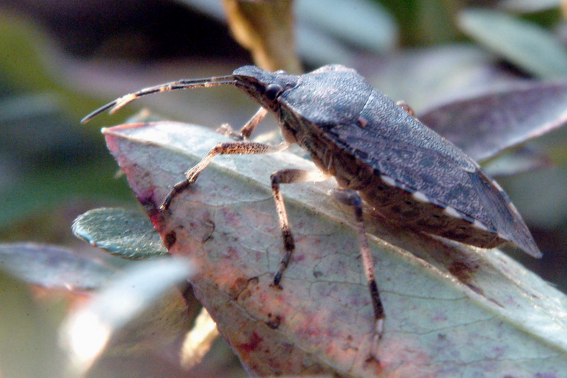 Halyomorpha halys (Brown Marmorated Stink Bug) {!--썩덩나무노린재-->; DISPLAY FULL IMAGE.