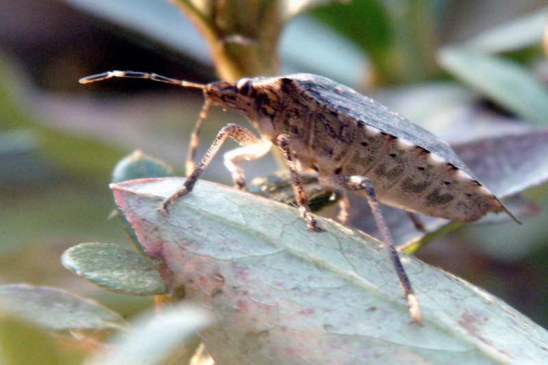 Halyomorpha halys (Brown Marmorated Stink Bug) {!--썩덩나무노린재-->; DISPLAY FULL IMAGE.