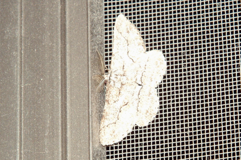 Unknown Moth; DISPLAY FULL IMAGE.