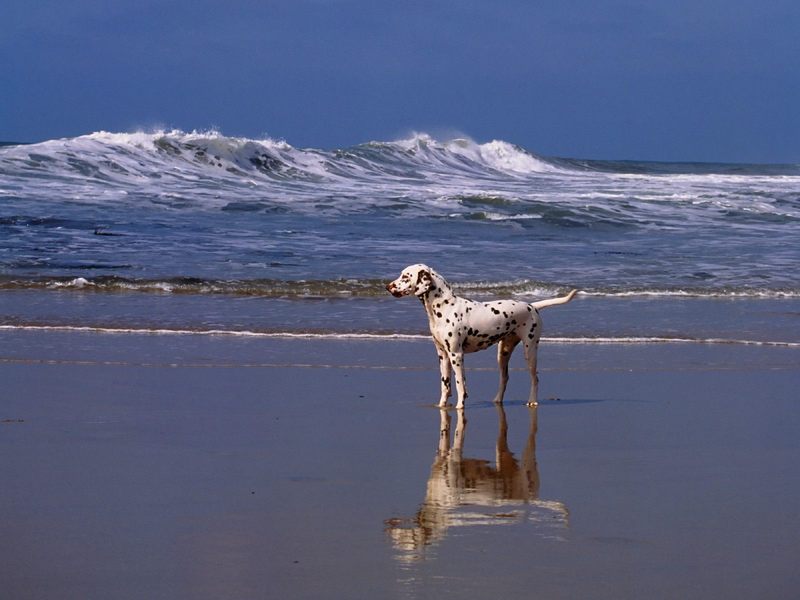 [Daily Photos] A Day at the Beach Dalmatian; DISPLAY FULL IMAGE.