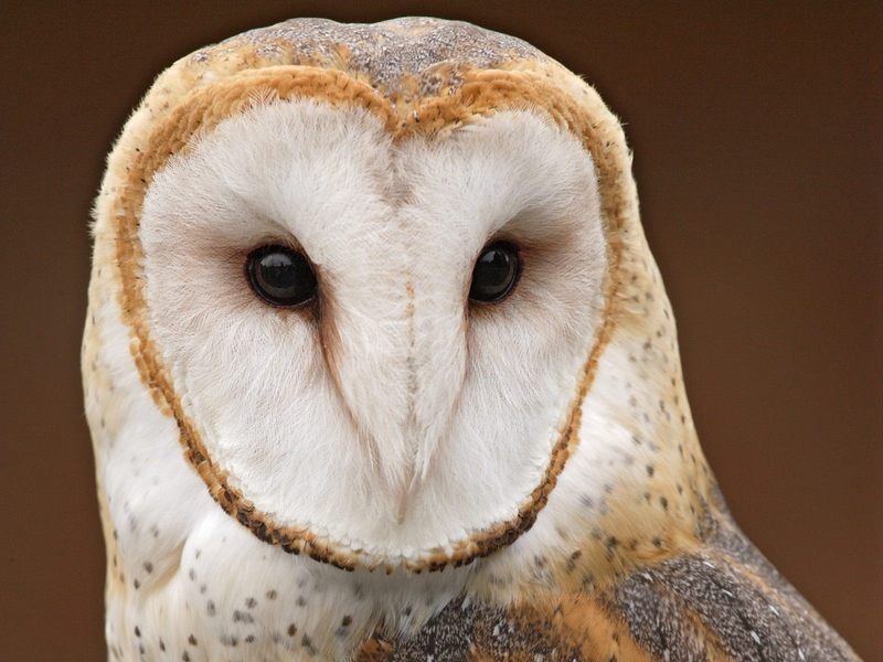 [Daily Photos] Barn Owl; DISPLAY FULL IMAGE.