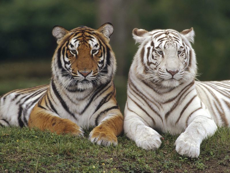 [Daily Photos] Bengal Tigers; DISPLAY FULL IMAGE.