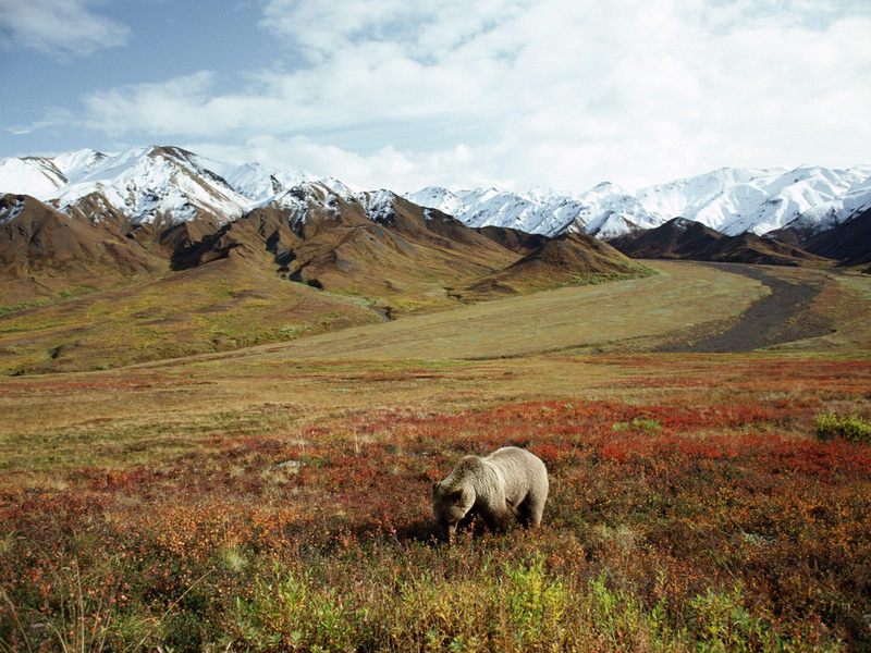 [Daily Photos] Foraging Grizzly Bear, Alaska; DISPLAY FULL IMAGE.