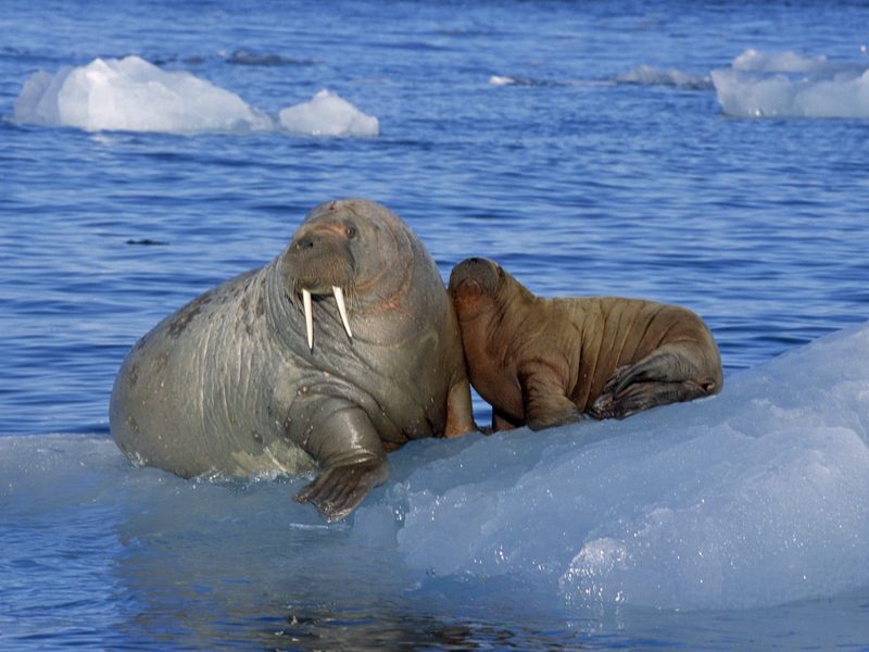 [Daily Photos] Ice Cold Walruses; DISPLAY FULL IMAGE.