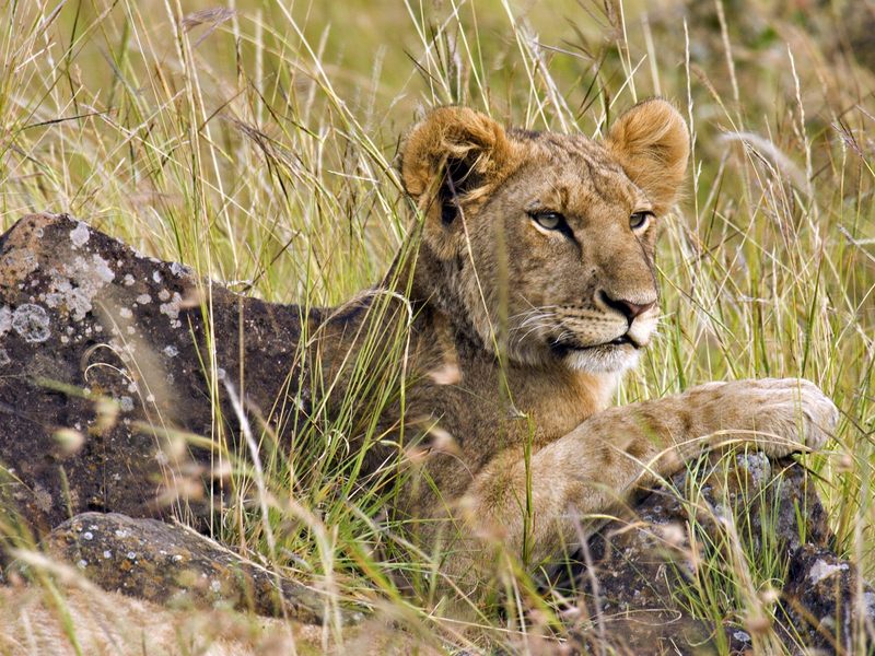 [Daily Photos] Male Lion Cub, Masai Mara, Kenya, Africa; DISPLAY FULL IMAGE.