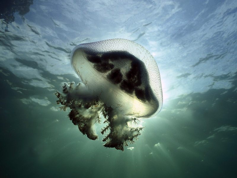 [Daily Photos] Mauve Stinger Jellyfish, Edithburg, South Australia; DISPLAY FULL IMAGE.