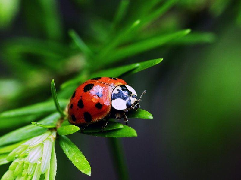 [Daily Photos] Nine-Spotted Ladybug; DISPLAY FULL IMAGE.