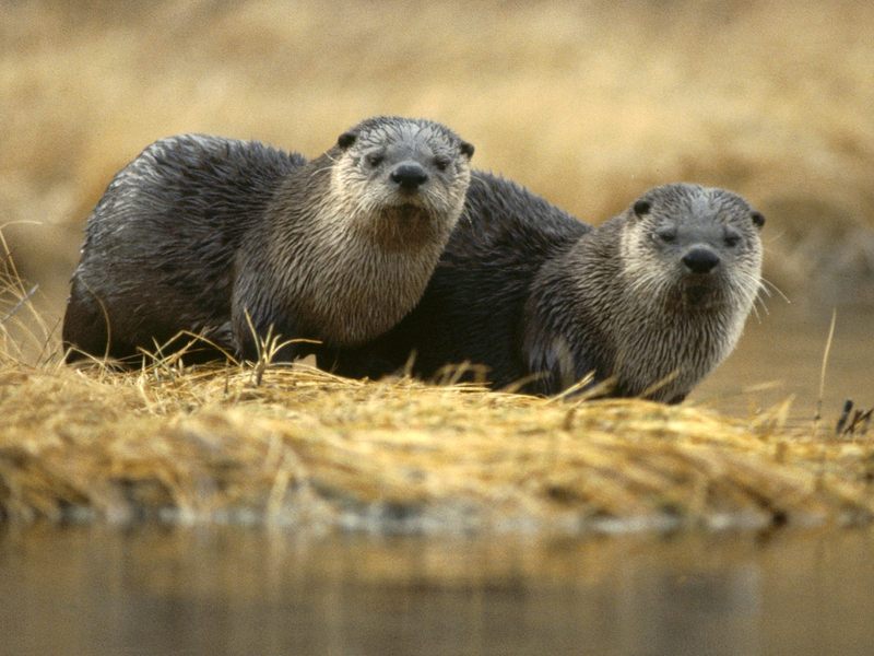 [Daily Photos] North American River Otter, Yellowstone National Park, Wyoming; DISPLAY FULL IMAGE.