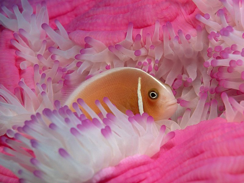 [Daily Photos] Pink Anemonefish; DISPLAY FULL IMAGE.