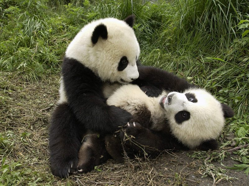 [Daily Photos] Playful Pandas; DISPLAY FULL IMAGE.