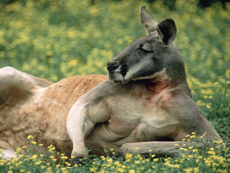 [Daily Photos] Red Kangaroo, Australia; DISPLAY FULL IMAGE.