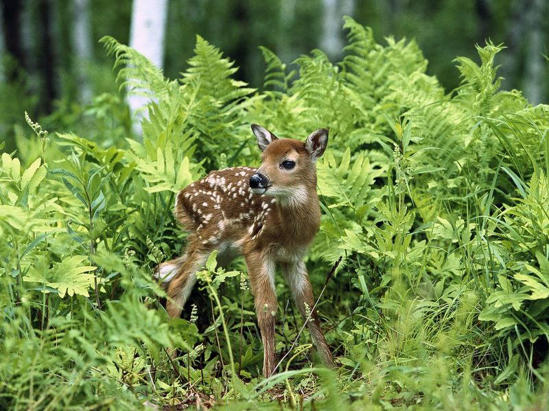 [Daily Photos] White-Tailed Deer Fawn; DISPLAY FULL IMAGE.
