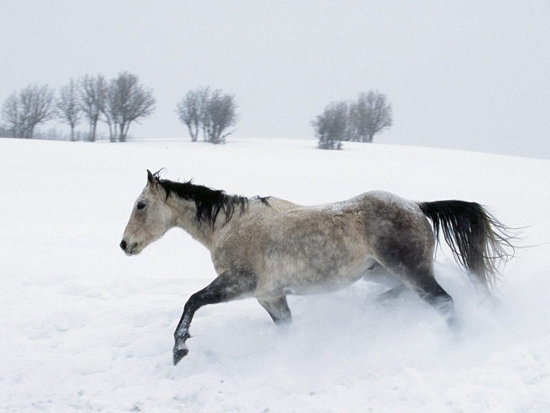 [Daily Photos] Winter Run; DISPLAY FULL IMAGE.