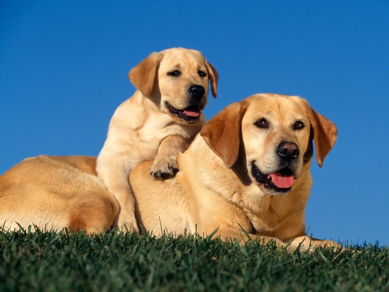 [Daily Photos] Yellow Labrador Retrivers; DISPLAY FULL IMAGE.