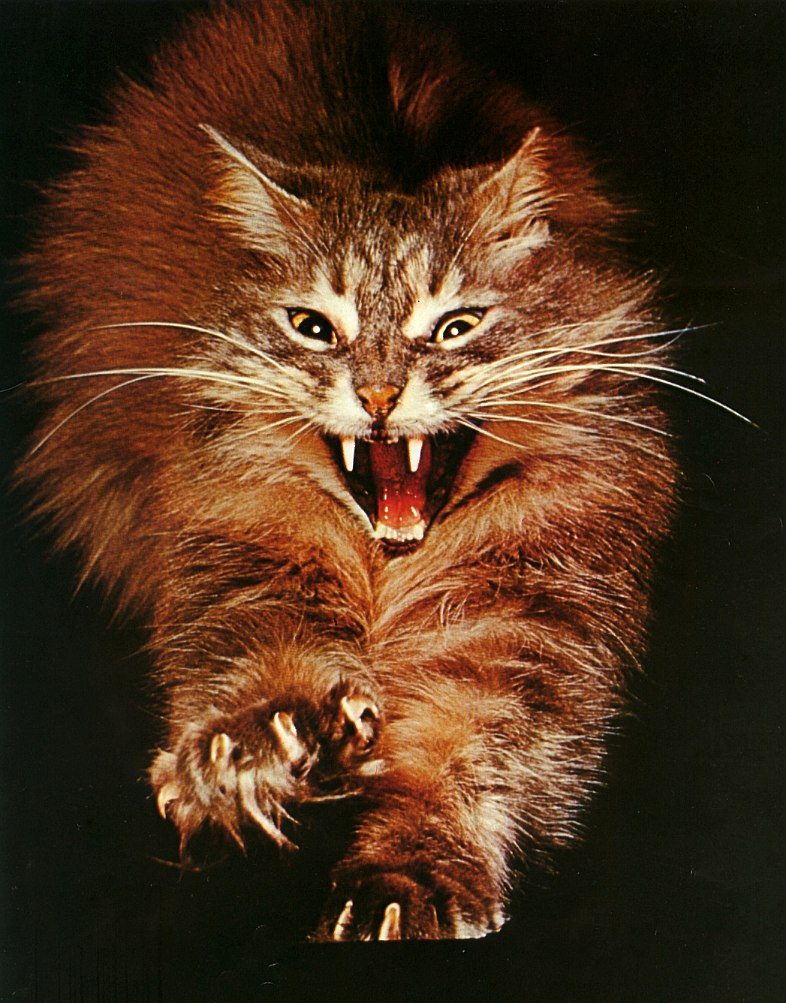 Fierce cat; DISPLAY FULL IMAGE.