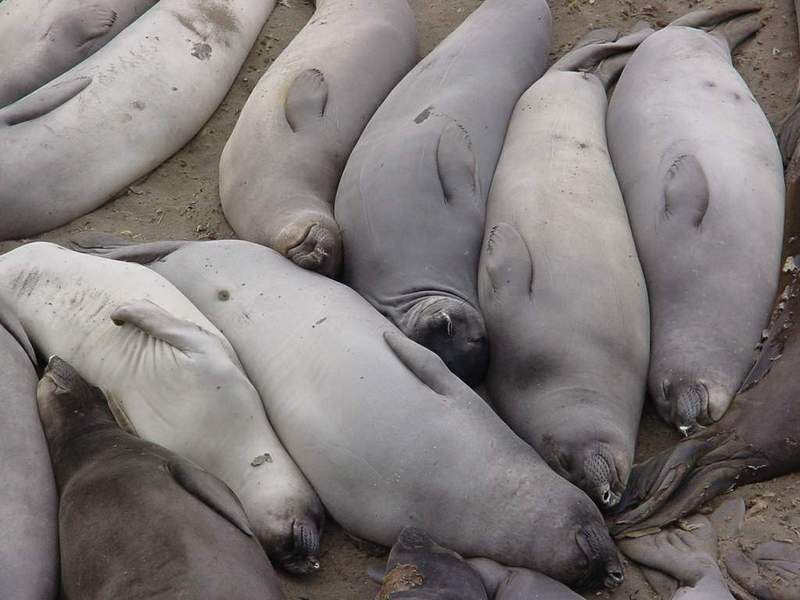 Lazy seals; DISPLAY FULL IMAGE.