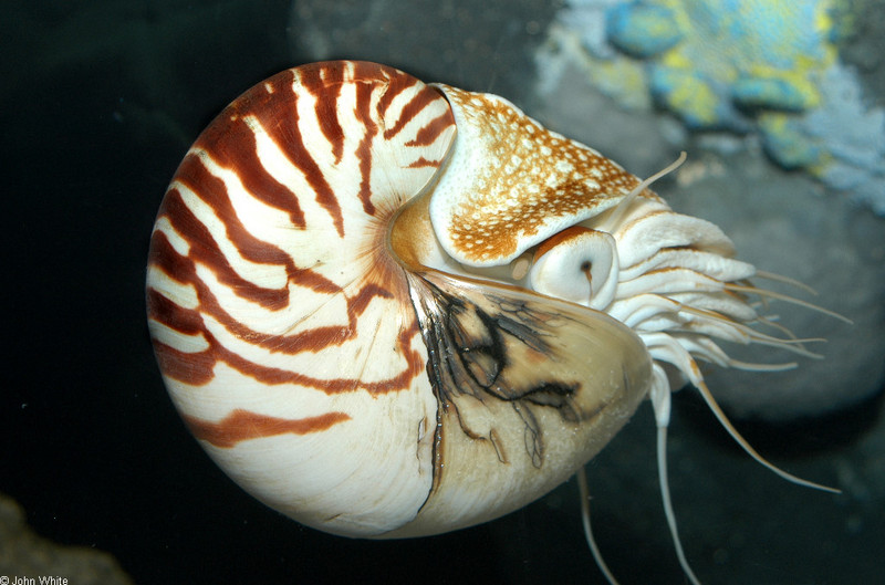 Chambered Nautilus (Nautilus pompilius)012; DISPLAY FULL IMAGE.