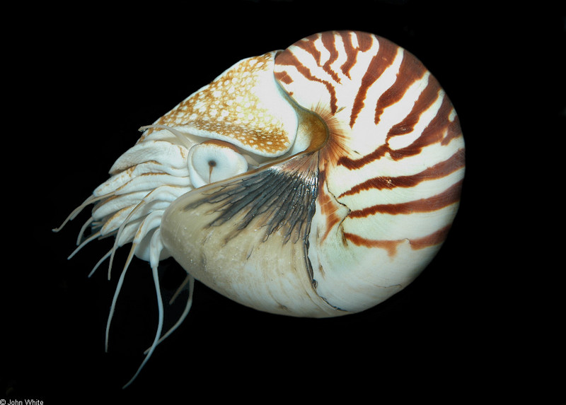 Chambered Nautilus (Nautilus pompilius)013; DISPLAY FULL IMAGE.