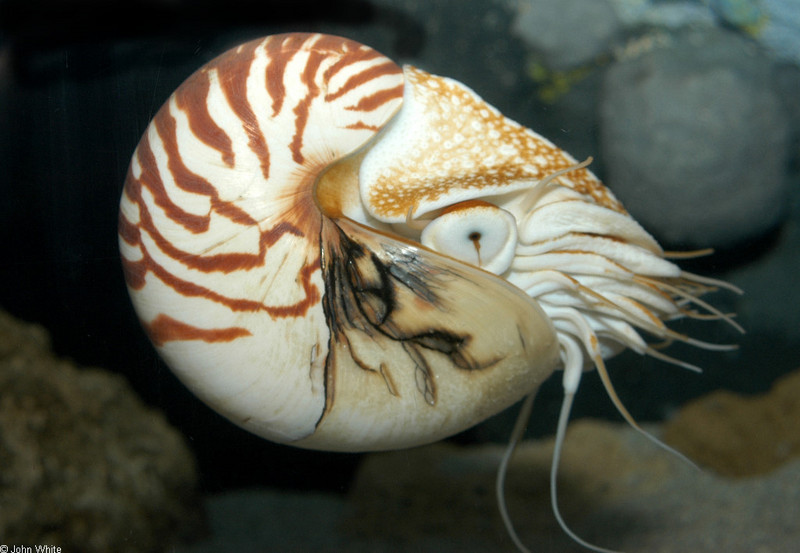 Chambered Nautilus (Nautilus pompilius)014; DISPLAY FULL IMAGE.