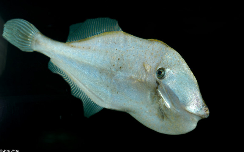 Orange Filefish (Aluterus schoepfi); DISPLAY FULL IMAGE.