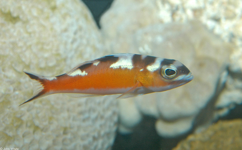 Tobaccofish (Serranus tabacarius)060; DISPLAY FULL IMAGE.