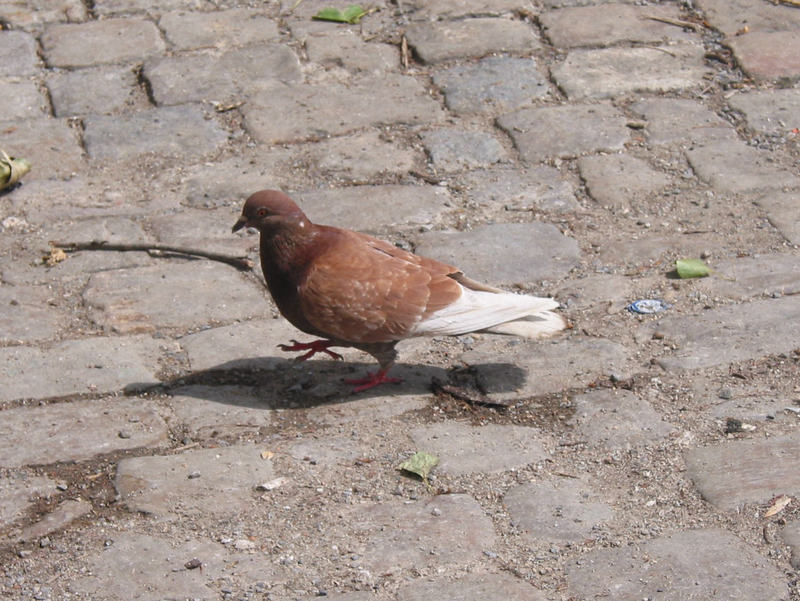 pigeon; DISPLAY FULL IMAGE.