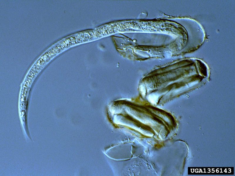 Yellow potato cyst nematode (Globodera rostochiensis) eggs {!--감자씨스트선충 알-->; DISPLAY FULL IMAGE.
