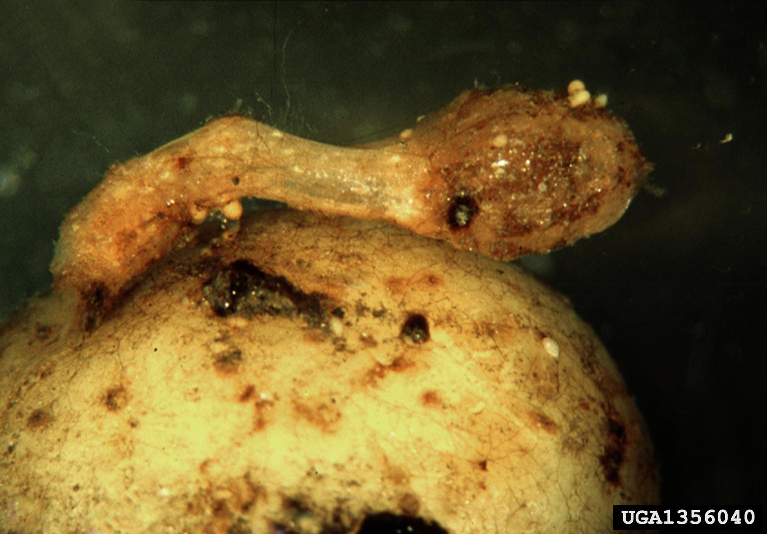 Yellow potato cyst nematode (Globodera rostochiensis) {!--감자씨스트선충-->; Image ONLY